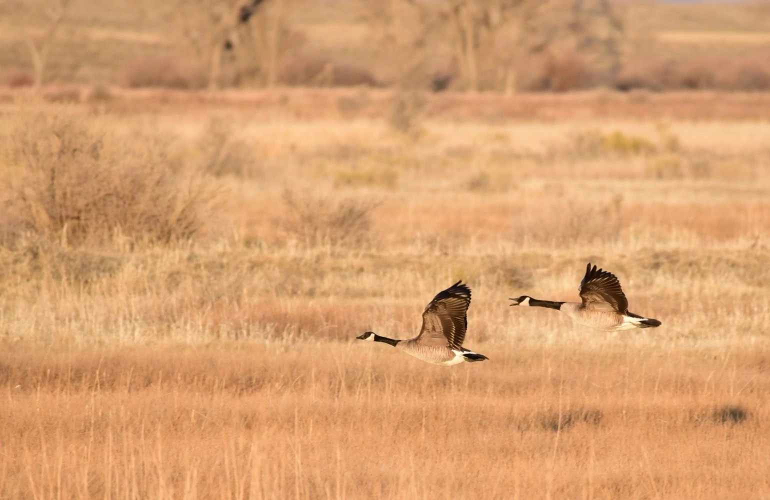 When Does Goose Season Open In Wisconsin